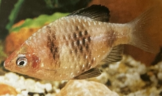 Barbus nigrofasciatus femelle ou barbus à tête rouge.